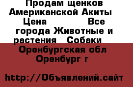 Продам щенков Американской Акиты › Цена ­ 25 000 - Все города Животные и растения » Собаки   . Оренбургская обл.,Оренбург г.